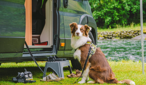 How to Prepare for a Camping Trip With your Dogs