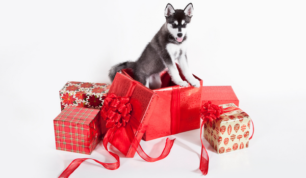 Should I Give a Puppy as a Christmas Gift?