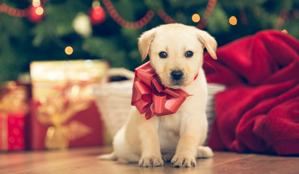 Should I Give a Puppy as a Christmas Gift?