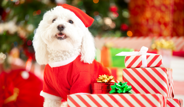 Should I Give a Puppy as a Christmas Gift?