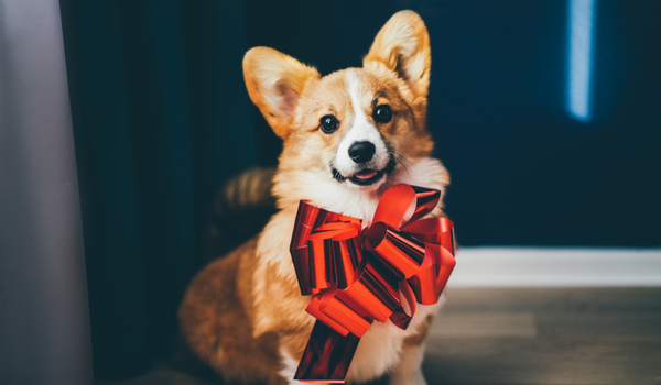 Should you give a puppy as a Christmas gift?