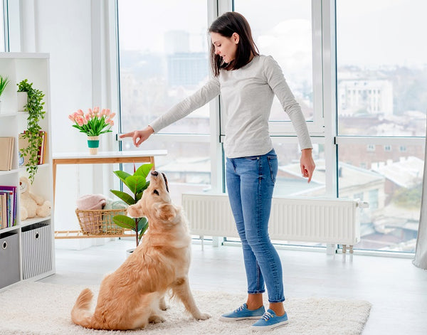 5 Essential Commands you should teach your Dog