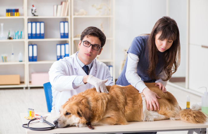 The Importance of Deworming Your Pets