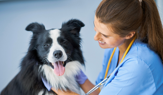 Warning Signs of Liver Failure in Dogs