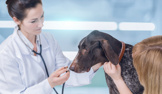 Warning Signs of Liver Failure in Dogs