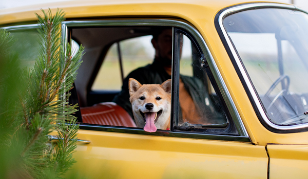 What To Look for In a Pet Friendly Vehicle