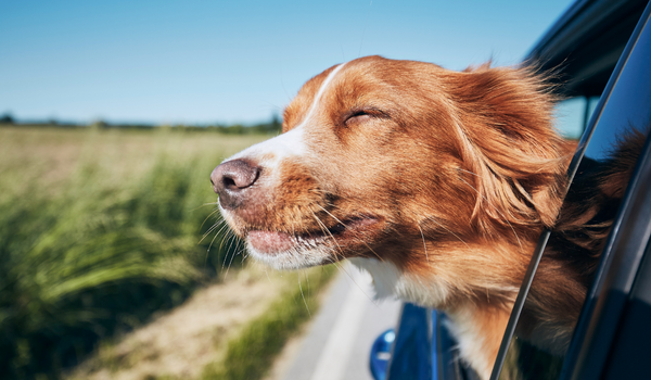 What To Look for In a Pet Friendly Vehicle