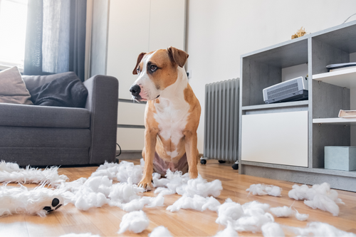 dog chewing furniture