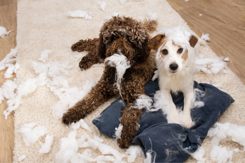 dog chewing furniture