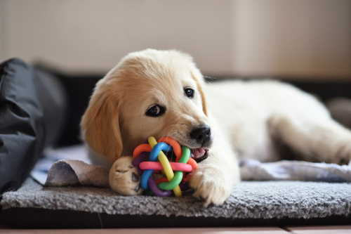dog chewing Toys