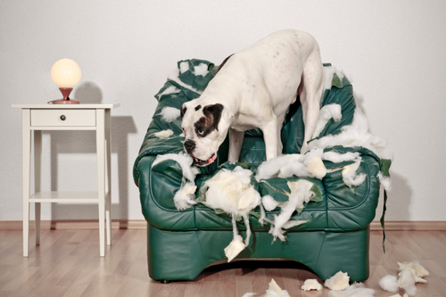 dog chewing furniture