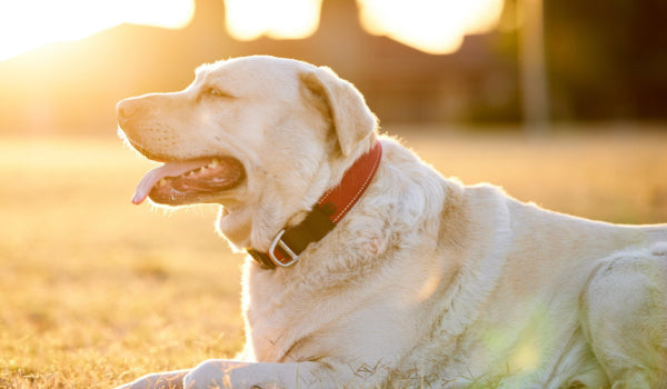 Dogs at the Risk of HeatStroke