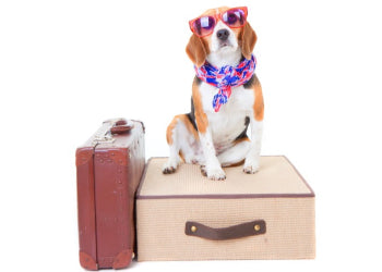 5 Essential tips for flying with your Pet