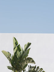 Palm Trees of Greece©Renae Smith for LEUT