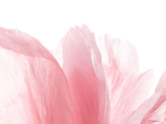 Pink Peony © Renae Smith for LEUT