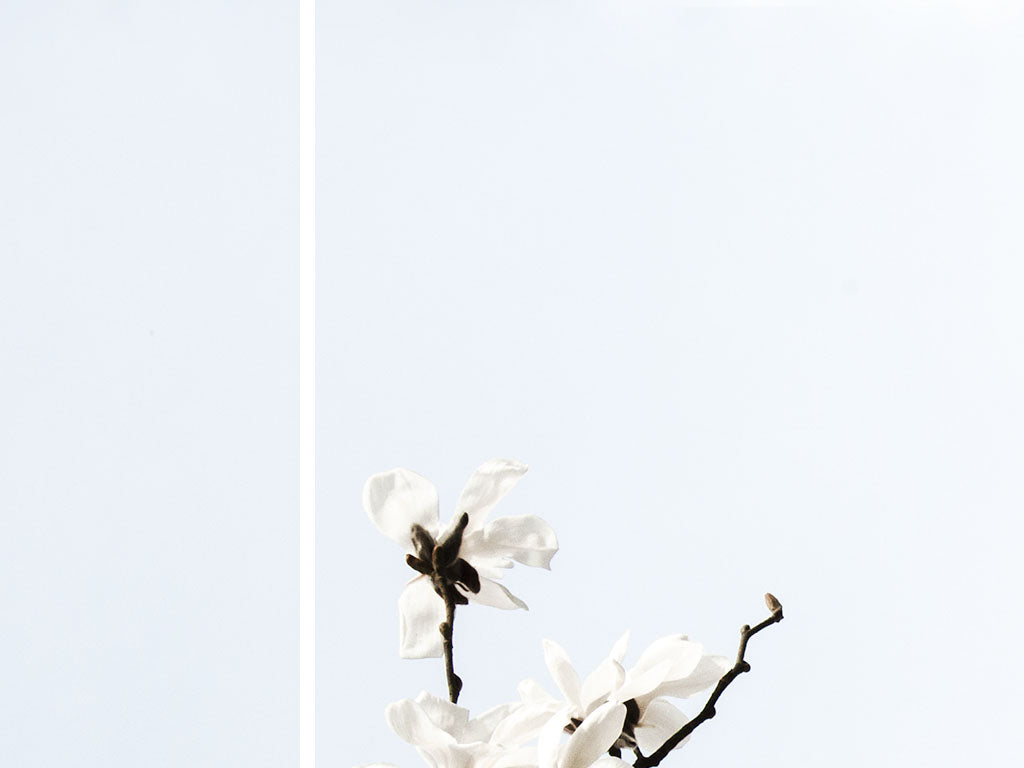 White Magnolia ©RenaeSmith for LEUT