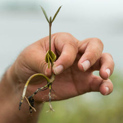 Hand holding a small plant