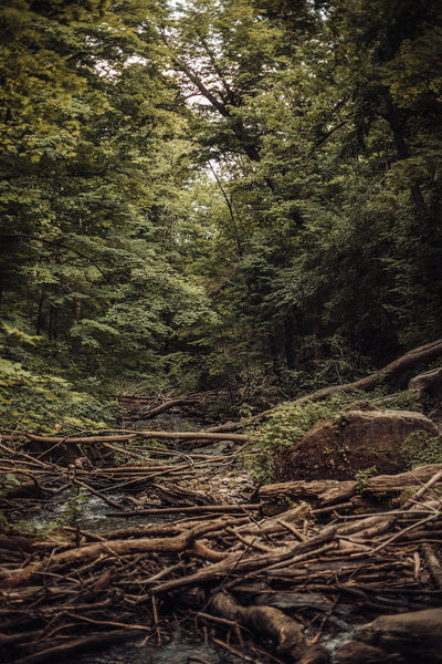 Verwildertes Flussbett mit Baeumen im Wald
