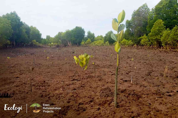 Sproesslinge von Baeumen im Wiederaufforstungsprojekt in Madagaskar