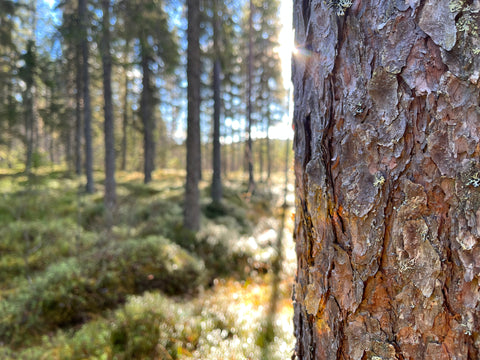 Forest image in southern Lapland, sweden