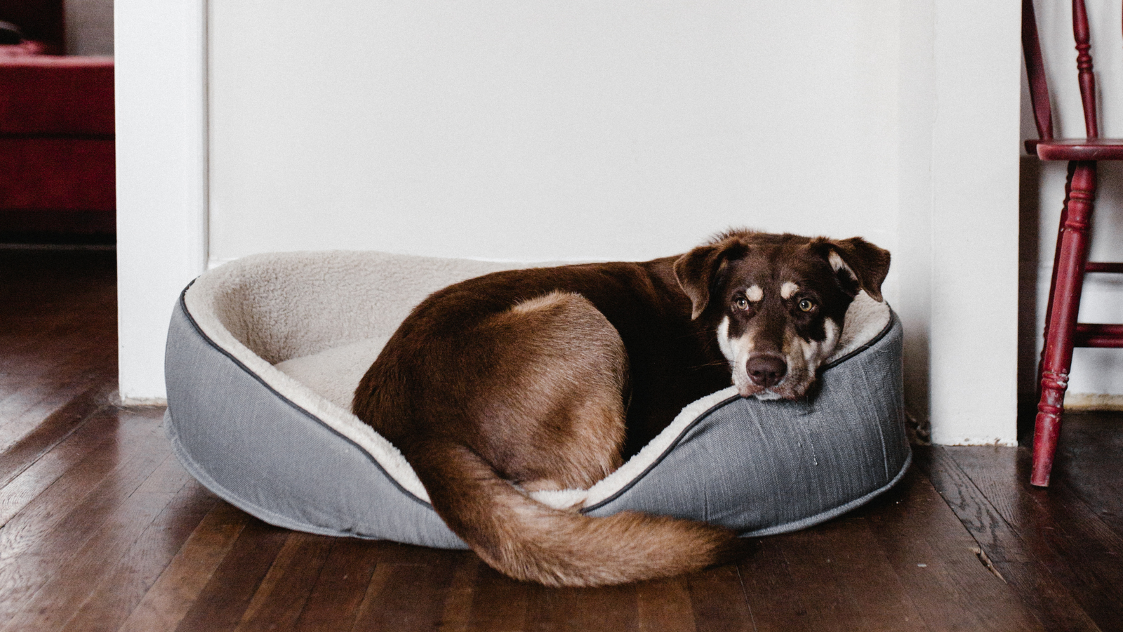 Choosing the Right Bed Size for your Furbabies - Mr. Chuck Pet Store