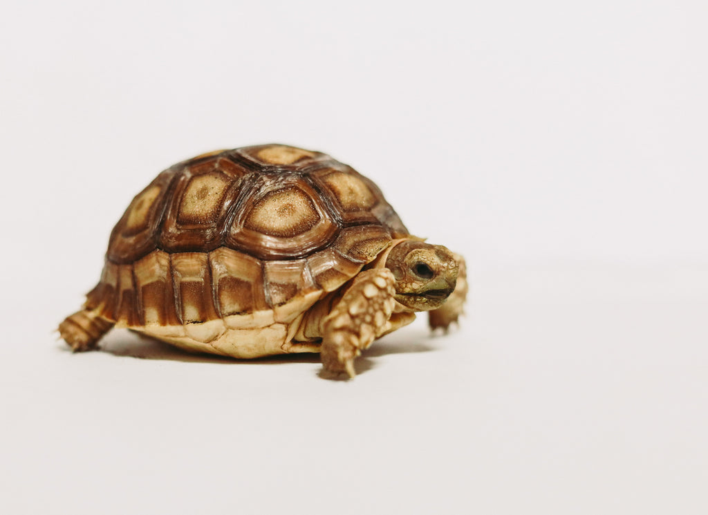 slow-fashion-tortoise
