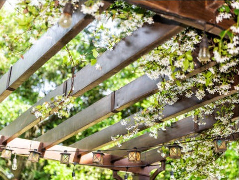 Des plantes vertes palissées sur une pergola permettent d'ombrager un balcon de manière naturelle et douce