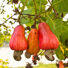 Cashew Tree Kaju and Cashew Fruit with Cashew Nuts 