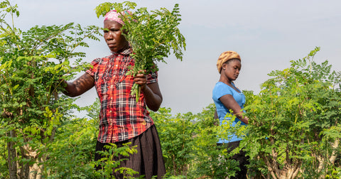 moringa farmers