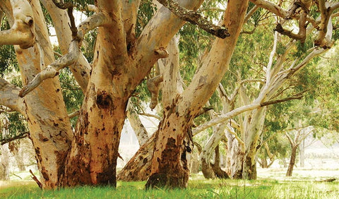 River Red Gum (Eucalyptus camaldulnesis), photo courtesy of NSW Department of Planning, Industry and Environment