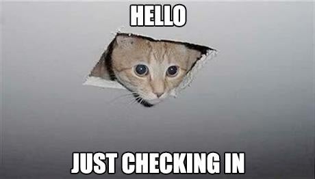 Checking In Cat