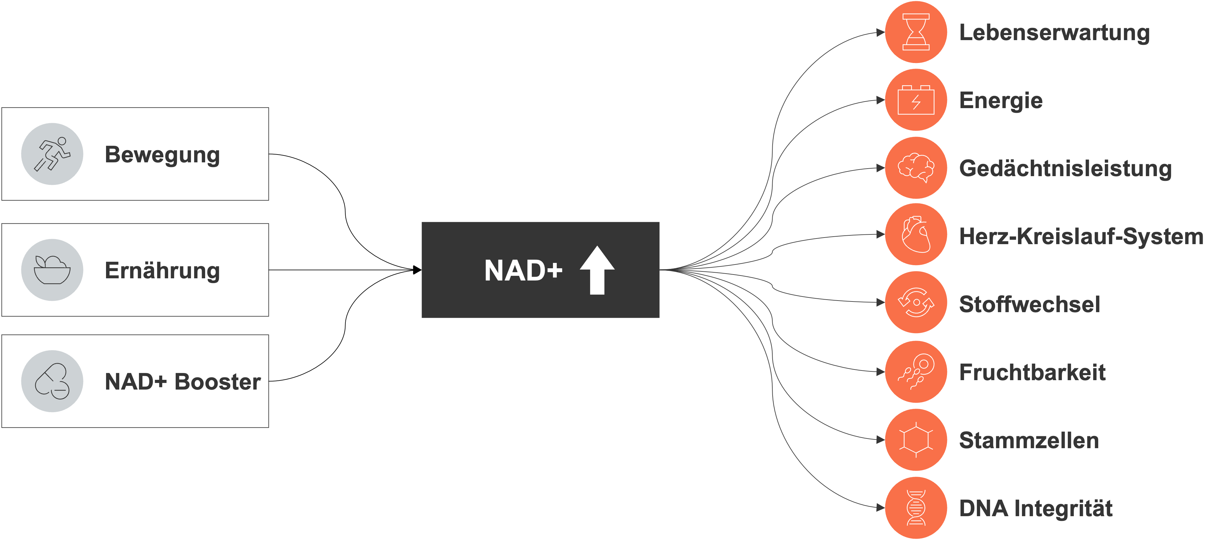 NAD+ Booster, Energie, Gedächtnisleistung, Herz-Kreislauf, Fruchtbarkeit, Falten, Hautelastizität, Niacinamid, NMN