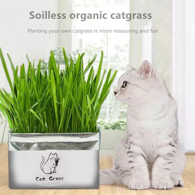 Soilless Organic Cat Grass