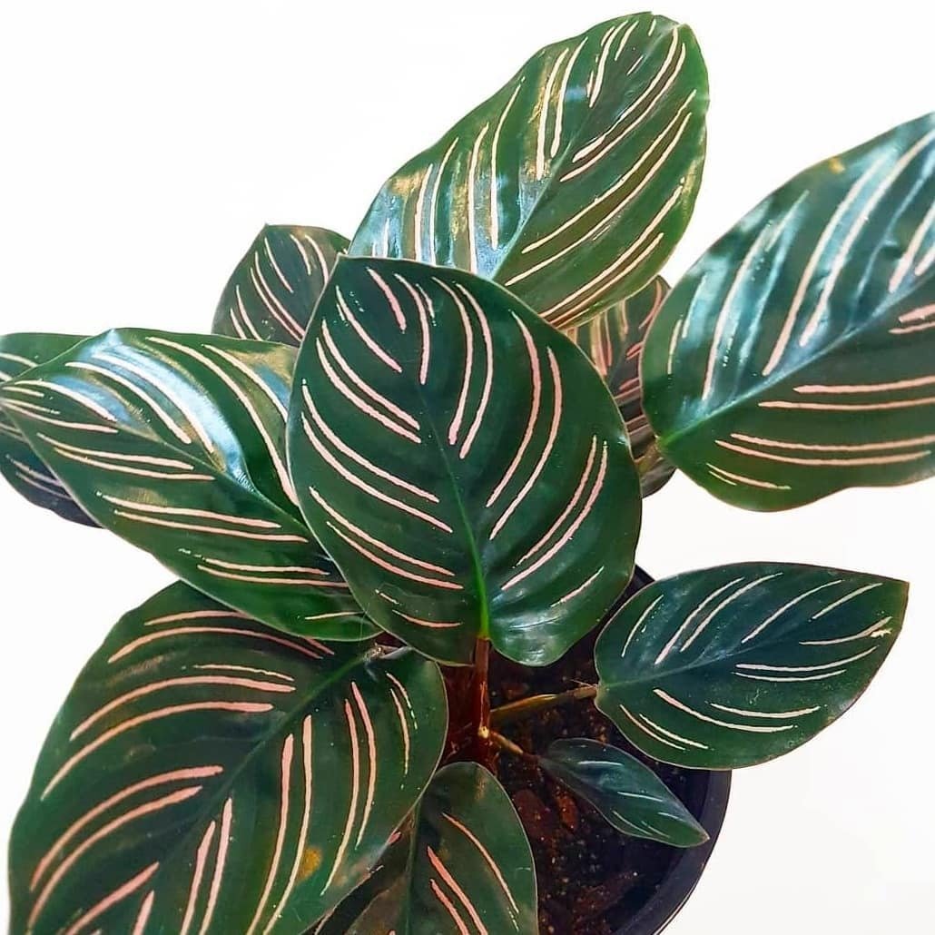 Calathea Beauty Star Care: A Guide to Keeping Your Plant Healthy and Vibrant