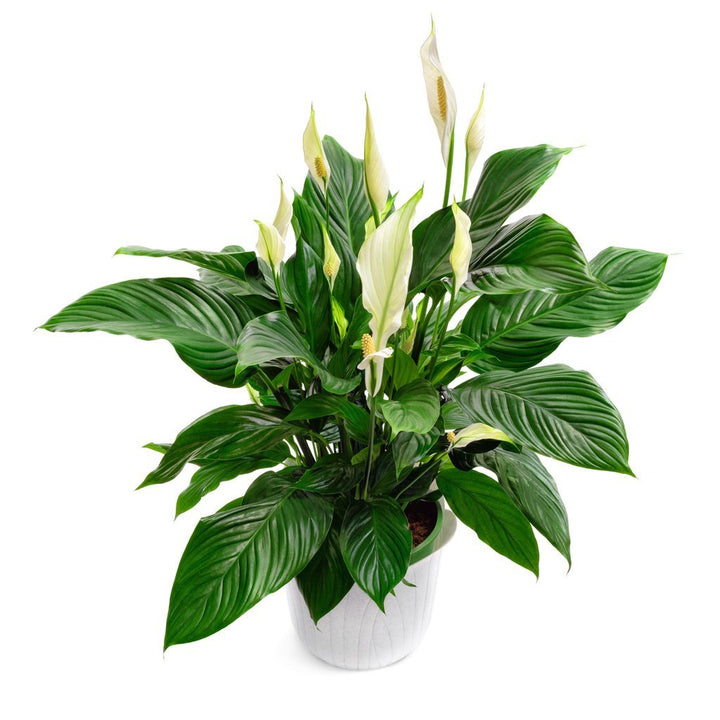 Peace Lily Care | My Jungle Home