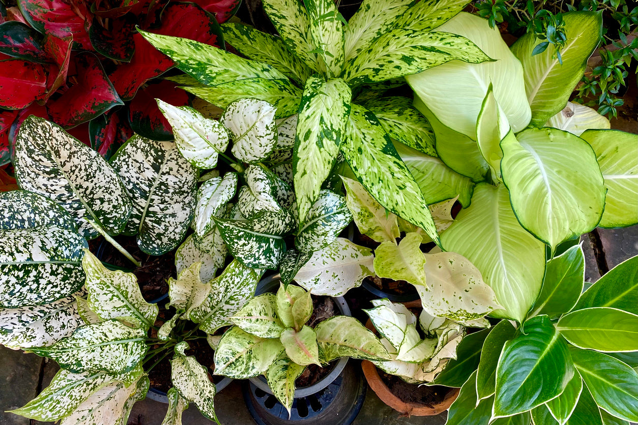 Aglaonema Plant Care – Araceae | My Jungle Home