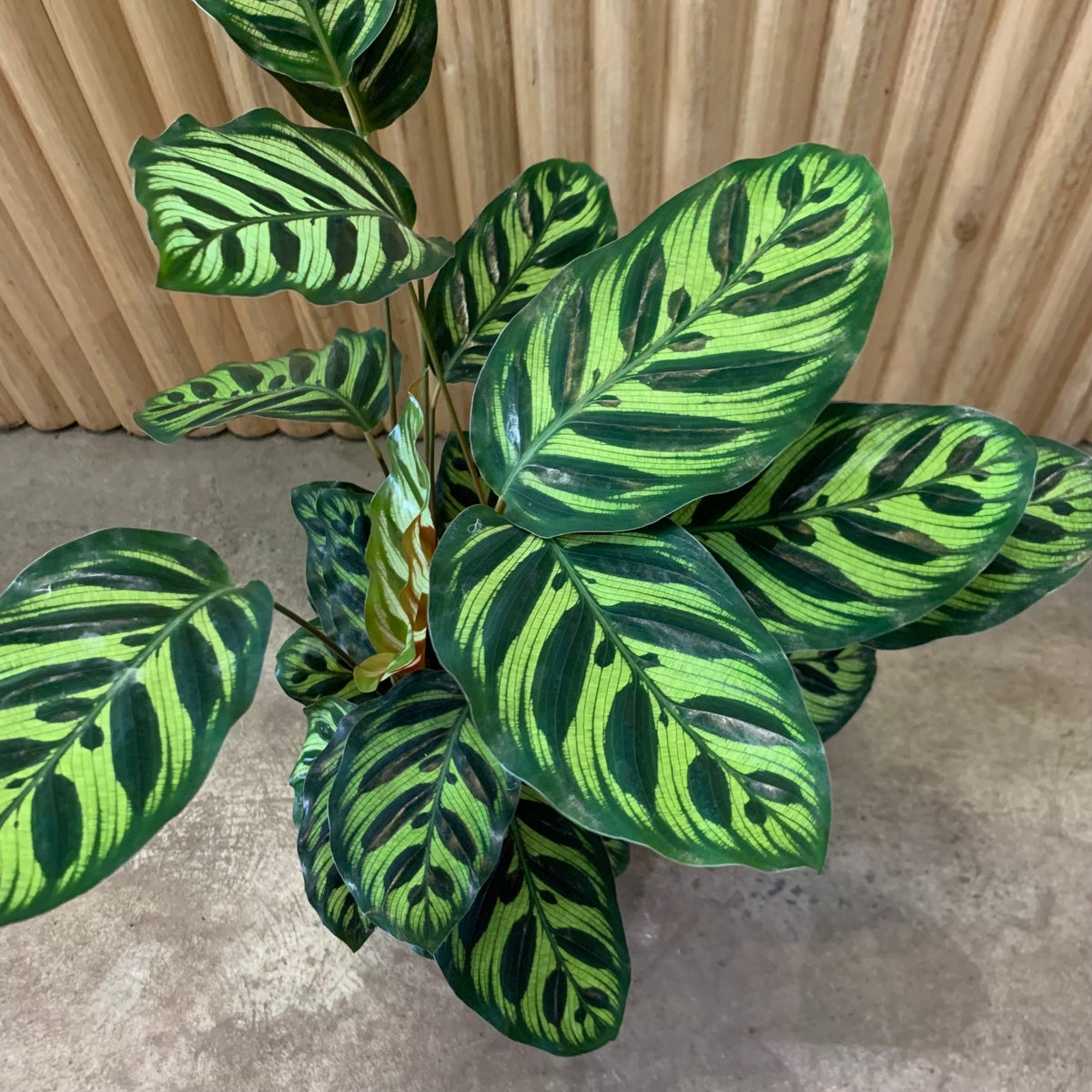 Buy Calathea Makoyana – Peacock Indoor Plant 12.5cm Pot | My Jungle Home