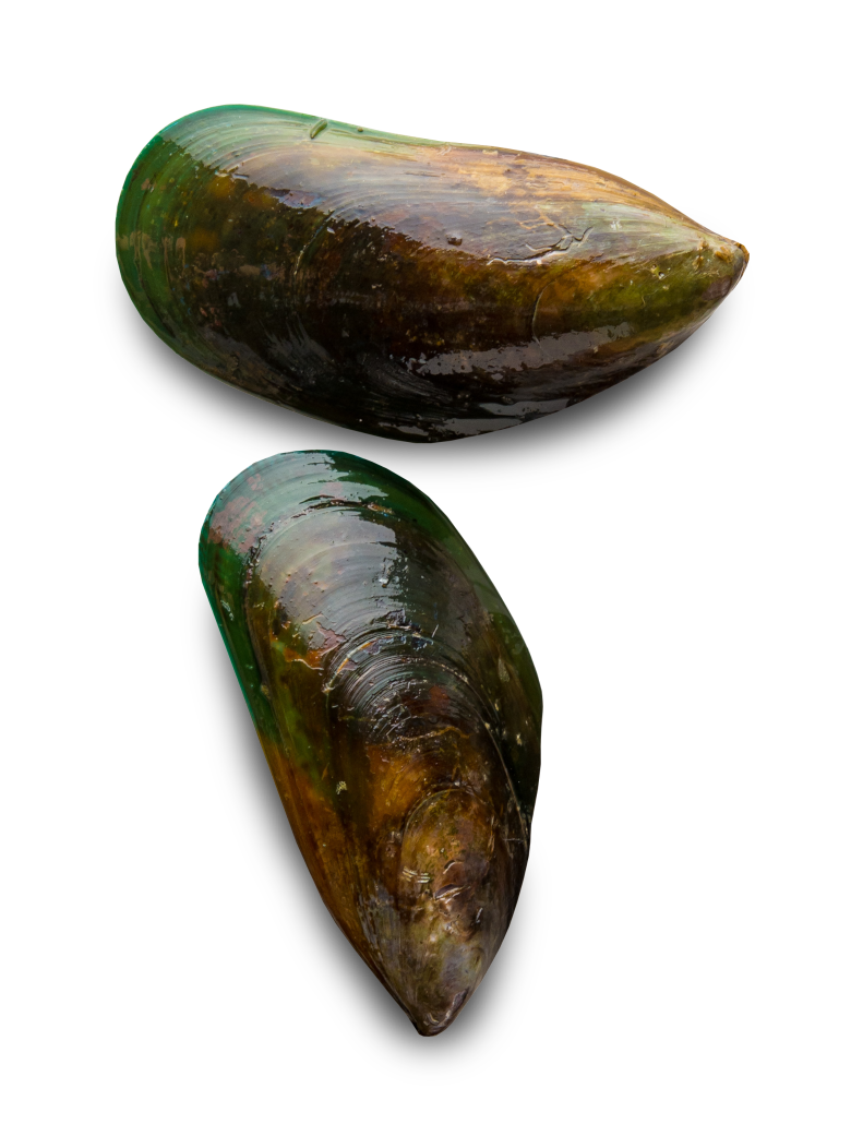 green lipped mussel australia