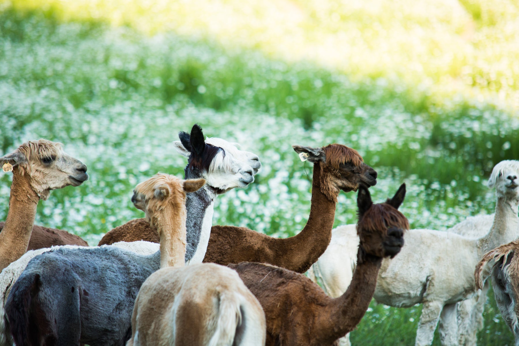 Can I wear alpaca wool clothing in summer? – CokalAlpacaProducts