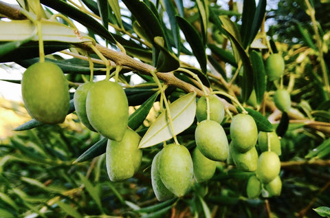 Picual Oliven aus Spanien