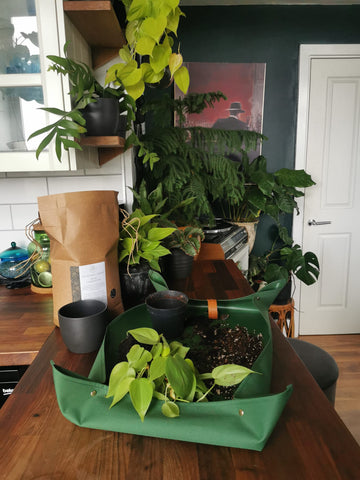 Repotting Time