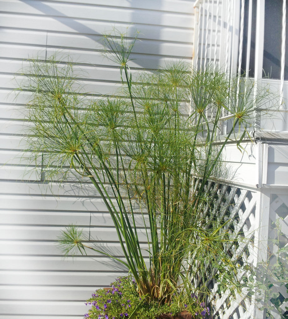 Cyperus papyrus King Tut