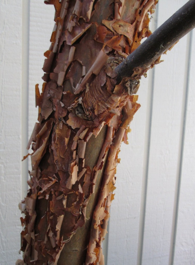Acer griseum bark
