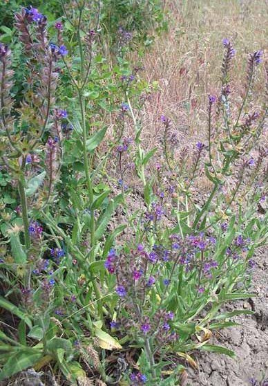 Anchusa officionalis 2