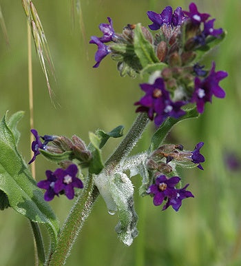 Anchusa officionalis