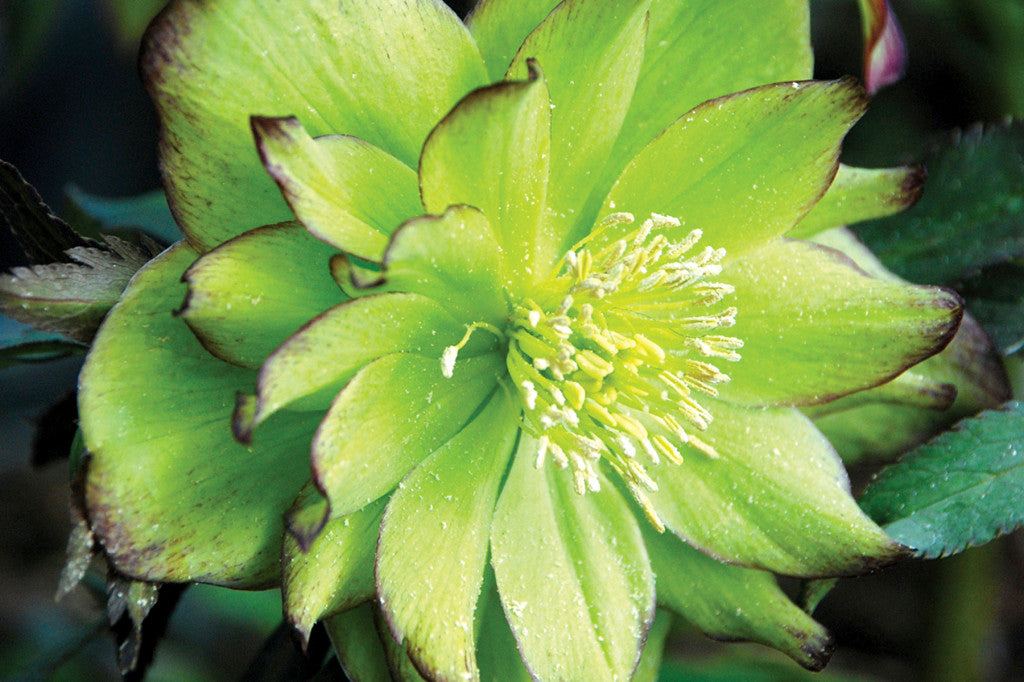 Helleborus_Jade_Tiger_1b