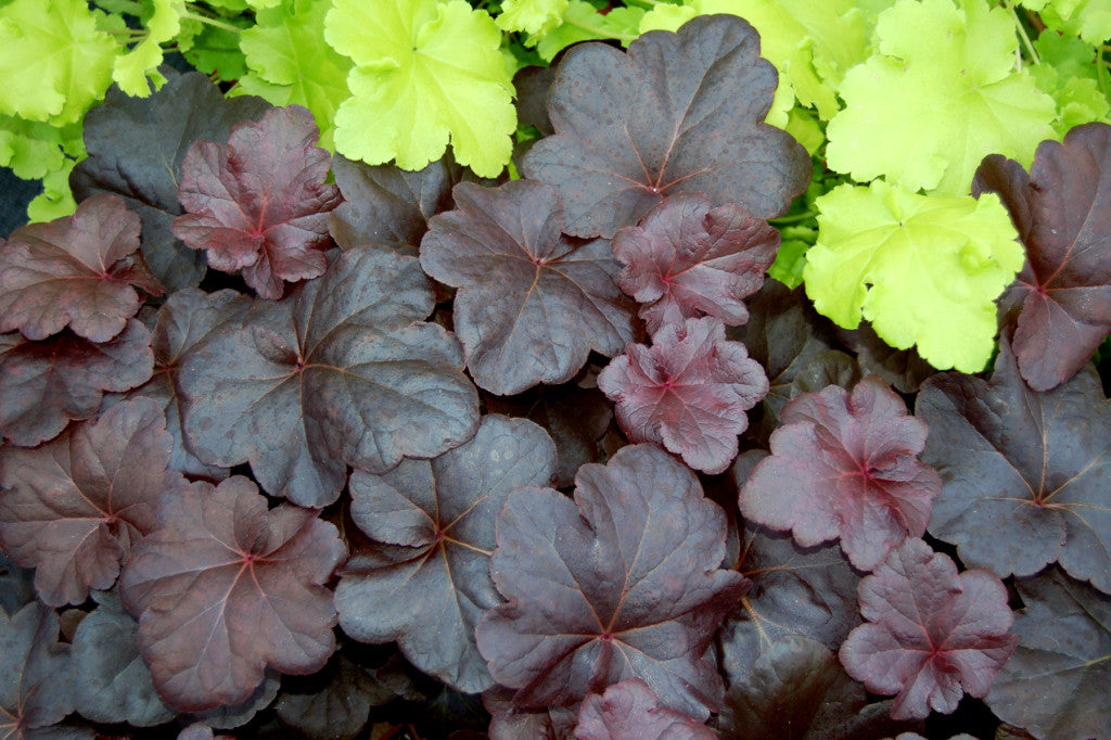 Heuchera_Obsidian_1b