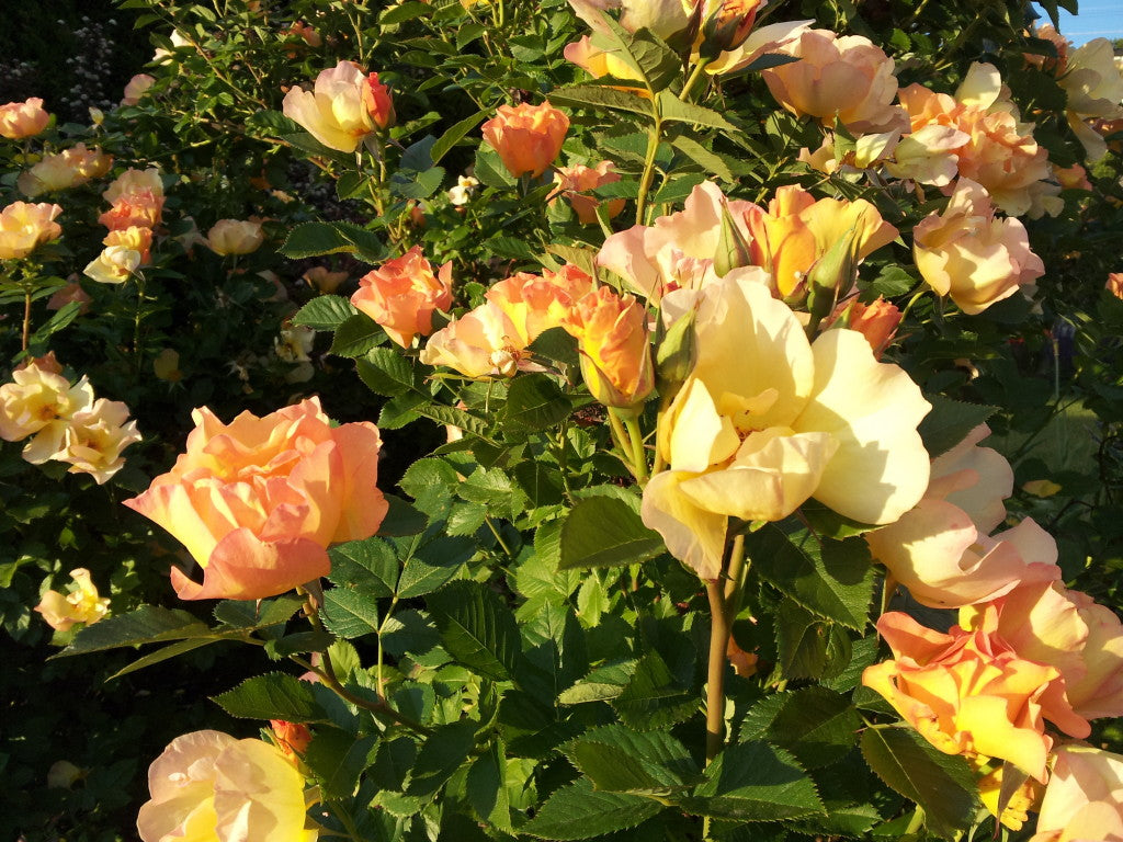 Morden Sunrise Rose – GrowerCoach.com