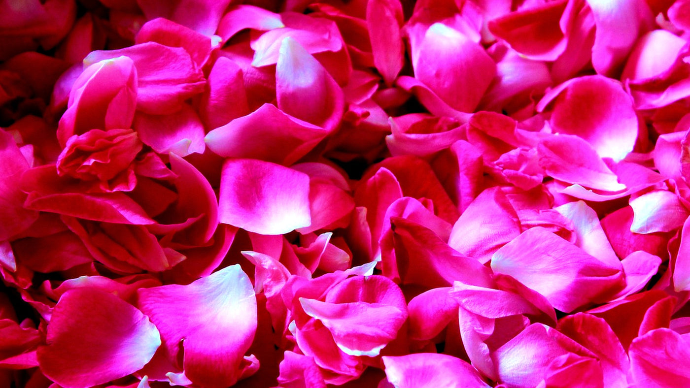 Découvrez la signification des pétales de rose | Ma Rose Eternelle