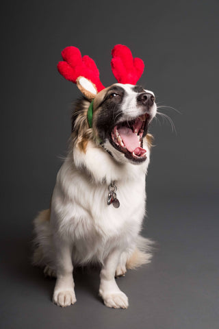 Pet, mascotas, fiestas, cuidados, estrés, navidad para mascotas, cuidado mascotas, diciembre, fiestas